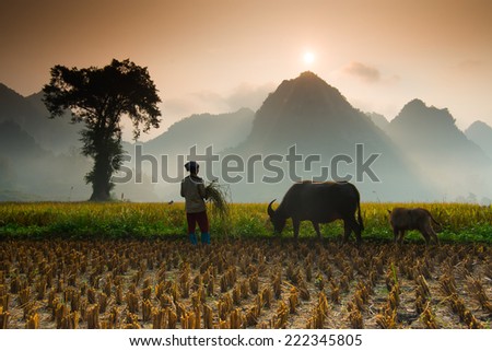 CAOBANG, VIETNAM, OCTOBER 5: Unidentified farmers work in rice field on October 5, 2014 in Caobang, Vietnam. Caobang is North East province of Vietnam near China