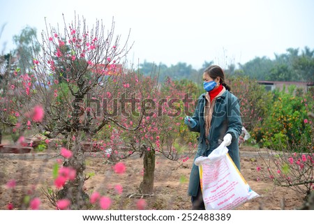 HANOI, VIETNAM, FEB 8: Unidentified woman care peach tree in garden on February 8, 2015 in Hanoi, Vietnam. Peach flower is used for decoration in lunar new year in the North of Vietnam.