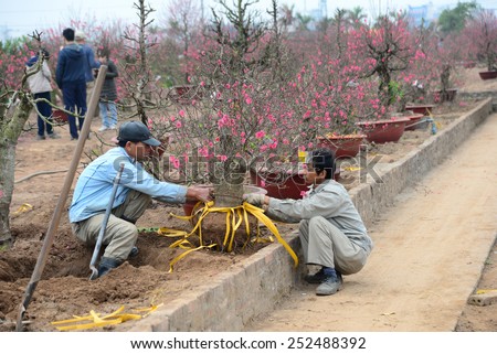 HANOI, VIETNAM, FEB 8: Two men care peach tree in garden on February 8, 2015 in Hanoi, Vietnam. Peach flower is used for decoration in lunar new year in the North of Vietnam.