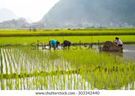 LANGSON, VIETNAM,AUGUST 2, 2014:People working in the rice field for new season. Most of people in Vietnam earning from agriculture.