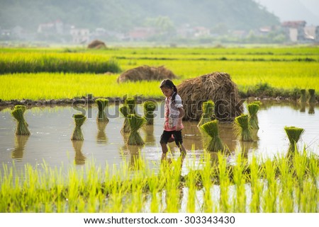 LANGSON, VIETNAM,AUGUST 2, 2014: A little girl in the rice field for new season. Most of people in Vietnam earning from agriculture.