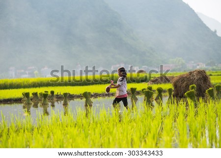 LANGSON, VIETNAM,AUGUST 2, 2014: A little girl in the rice field for new season. Most of people in Vietnam earning from agriculture.