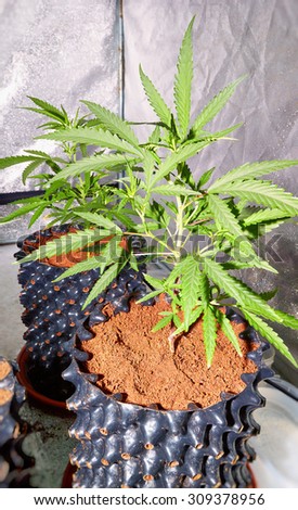 Young marijuana plants growing indoors under artificial light. Cannabis under led light. Genetically modified plants.