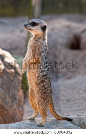A watchful standing meerkat with brown fur. There is one meerkat character in Disney cartoon - The Lion King whose name was Timon.