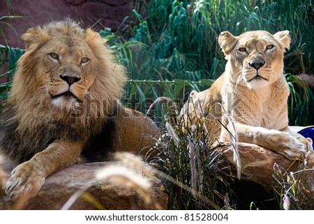 A couple of an african lion and lioness, close up, king power