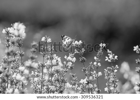 Black and White. Big butterfly sitting on green grass field with flowers