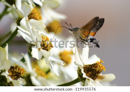 Hummingbird Hawk-moth , Hummingmoth , Macroglossum stellatarum