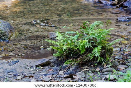 Fern grow on the Canal's Bank.