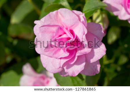 Pink Fairy Rose, Pink Polyantha Rose or Pink Sweetheart Rose in the Garden.