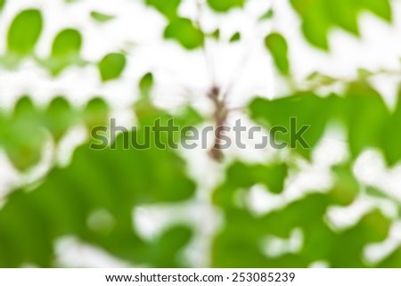 Blur Focus Background of Star gooseberry green leaves on white background