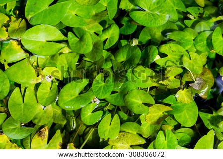Small bright green lotus leaves in the clear pond