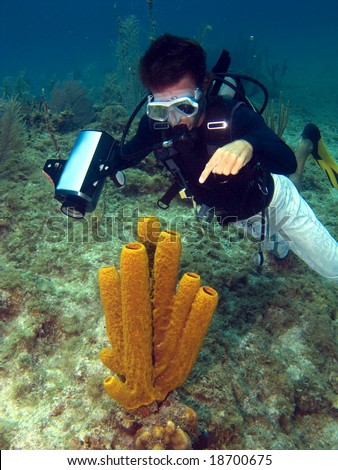 Dive Master pointing at a Sea Sponge in the Cayman Islands