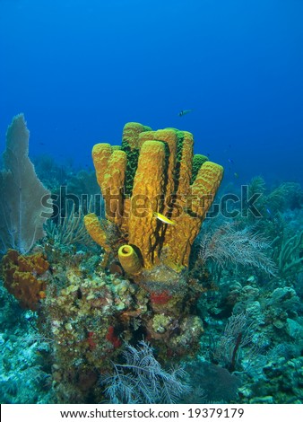 Cayman Island Tube Spongewith a Yellow Fish