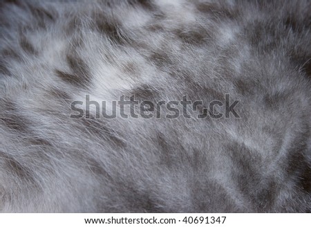 Texture of a wool of a cat of grey color