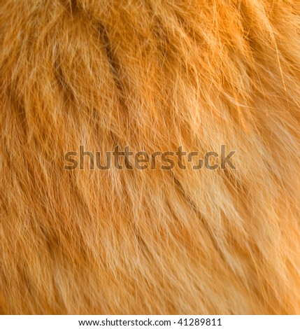 Texture of a wool of a cat of red color. Shallow DOF