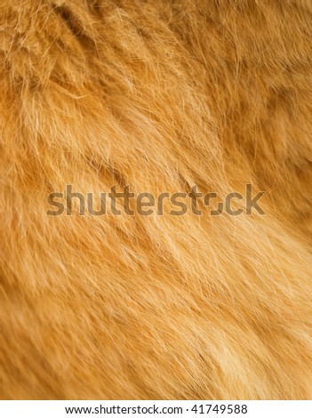 Texture of a wool of a cat of red color. Shallow DOF