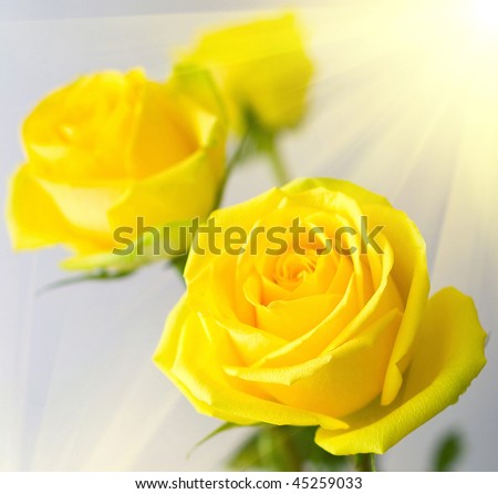 Yellow roses with green leaves on grey background. Shallow DOF