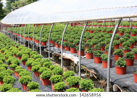 Tent standing over several rows of potted plants with lush green leaves, ready for gardener\'s to purchase,then bring home and plant in their landscaped yards.