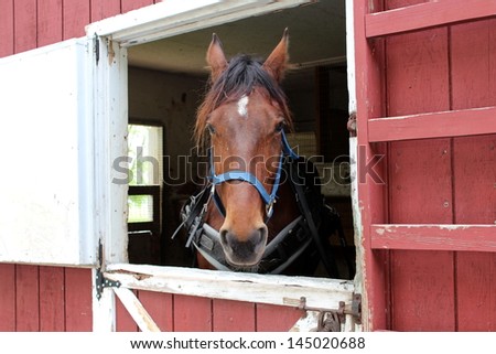 Horse with harness standing in open doorway of weathered red barn.