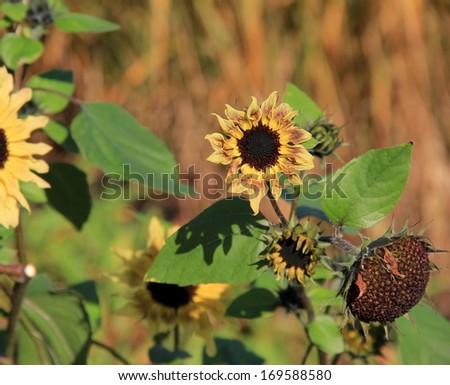 Field of late Summer sunflowers with wilting petals, giving in to the change in weather and new season.