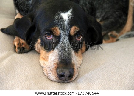 Sweet face of Blue Tick Bloodhound resting on comfortable bed.