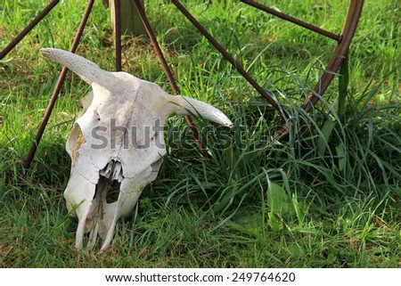 White-washed skull of farm animal resting against spokes of metal wheel is a usual sight on lawns of rural country property.