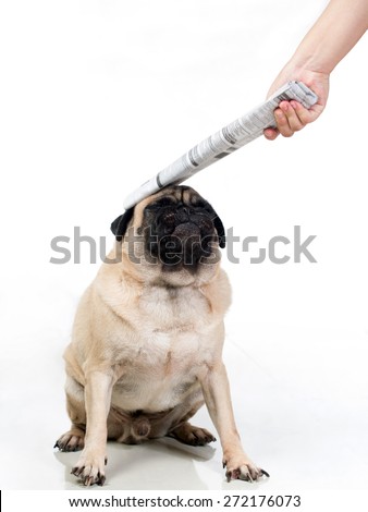 Pug / Dog being punished / hit / smacked / abused good for illustration or humor (No harm done hitting was done very gently)