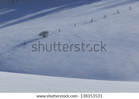Tranquil scene of a few trees in an open field covered in snow, Stowe, Vermont, USA