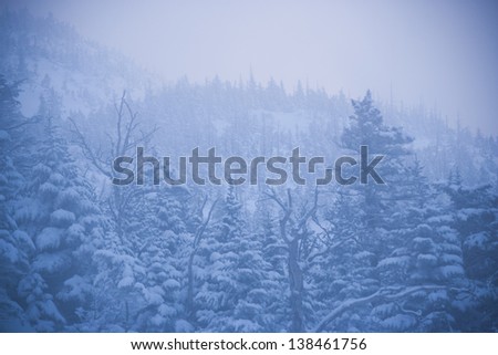 Snow covered trees on Mt. Mansfield, Stowe, Vermont, USA