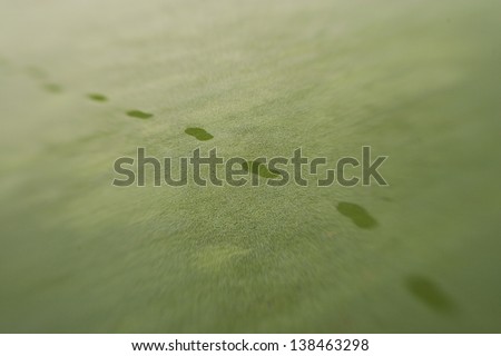 Footsteps on a golf course dew covered manicured grass lawn, Stowe Vermont, USA