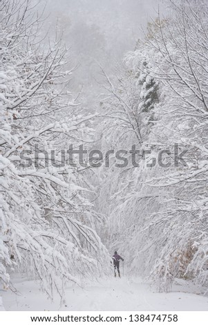 A lone X-Country skier disappearing into snow covered trees on Rte. 108, Stowe, Vermont, USA