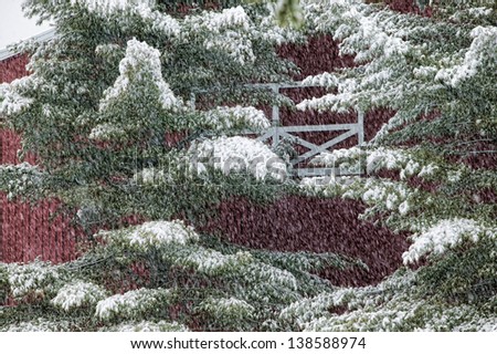Digital image of snowstorm on pine trees and red barn, Stowe Vermont, USA