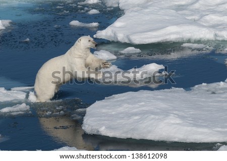 Polar bear jumping between ice floats in Svalbard Norway in the Arctic.