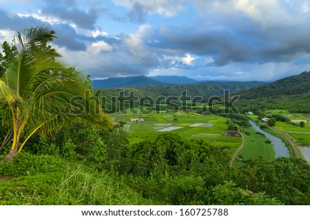 Overlooking the taro farm fields in Hanalei Valley, Kauai, Hawaii, USA