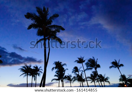 Palm trees in silhouette on the beach at sunset, on Maui, Hawaii, USA