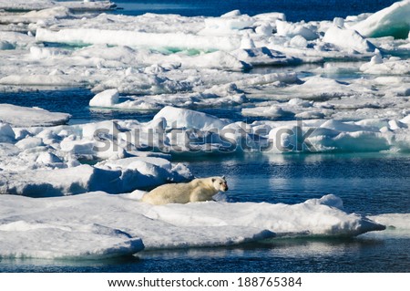 Polar bear laying down on a large ice pack in the Arctic Circle, Barentsoya, Svalbard, Norway