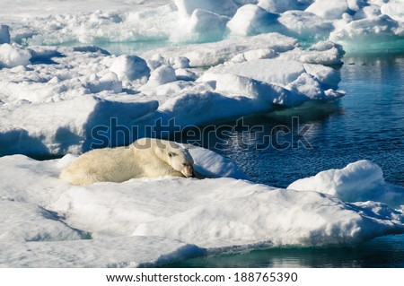 Polar bear laying down on a large ice pack in the Arctic Circle, Barentsoya, Svalbard, Norway