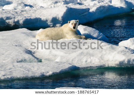 Polar bear laying down on a large ice pack in the Arctic Circle, Barentsoya, Svalbard, Norway