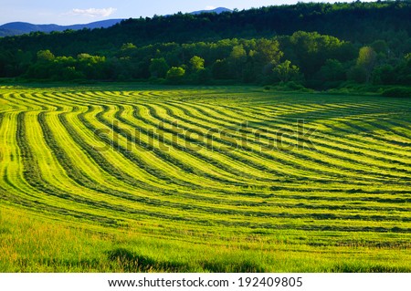 Curving field of harvested crop on farmland in Stowe Vermont, USA