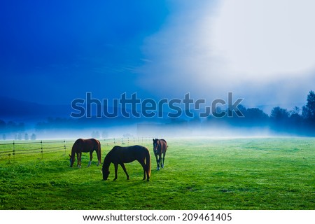 Horses in an early morning foggy field, Stowe, Vermont, USA