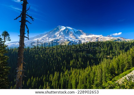 Forest of pine trees with snow covered Mt. Rainier in the distance on a blue sky day, Mt. Rainier National Park, Washington, USA.