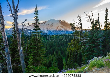 Looking across a valley forest of pine trees with snow covered Mt. Rainier in the distance during late afternoon, Mt. Rainier National Park, Washington, USA.