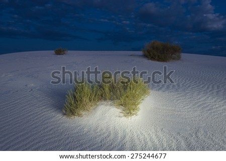 Brush growing on sand dunes at dusk in The White Sand Dunes National Monument, New Mexico, USA.