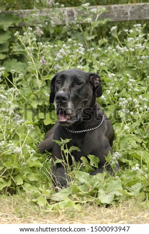 Great Dane in a bush Zdjęcia stock © 