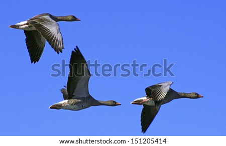 Flying Gooses