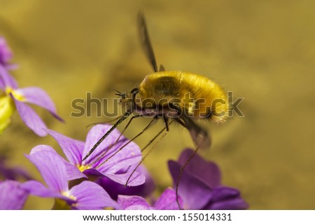 large bee fly [Bombylius major]