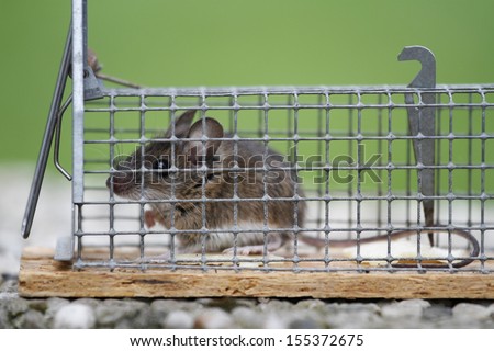 mouse in a live catch trap