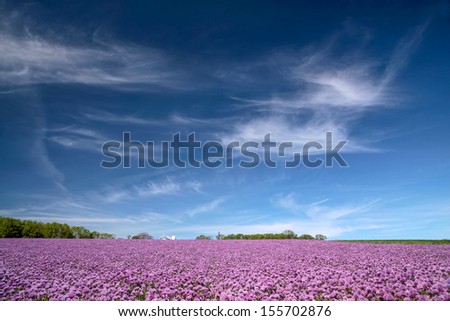 Blooming onion field under blue sky