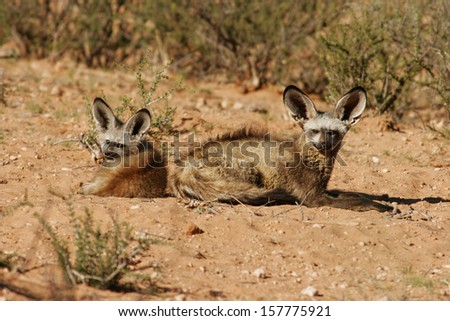 bat eared fox cup with mother