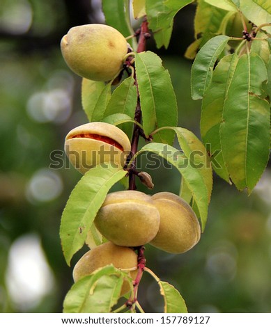 almond tree